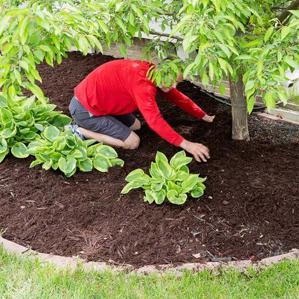 we offer a variety of organic and inorganic mulch options for mulch installation